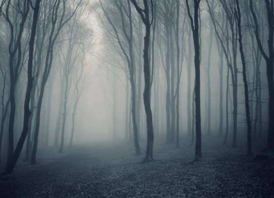 Hovia FO0076BW30W Mystique - mural w zamglony las