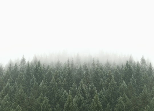 Hovia FO0023GR01W Crisp Pines - mural w zamglony las