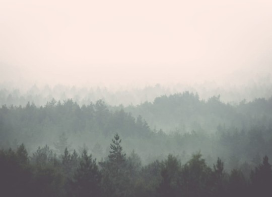 Hovia FO0009NE01W Heartwood - mural w zamglony las