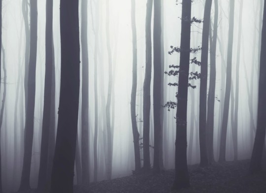 Hovia FO0038GE30W Atmos - mural w zamglony las