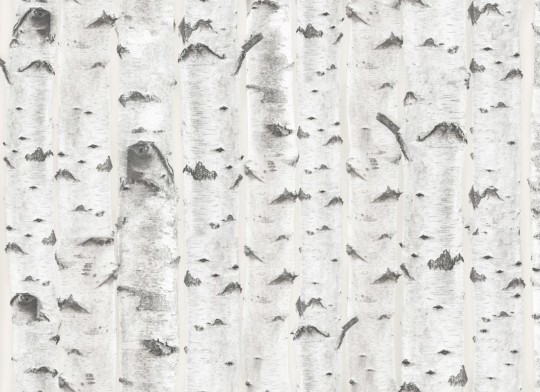 Hovia FO5004NE04W Birch Cream - mural w brzozy