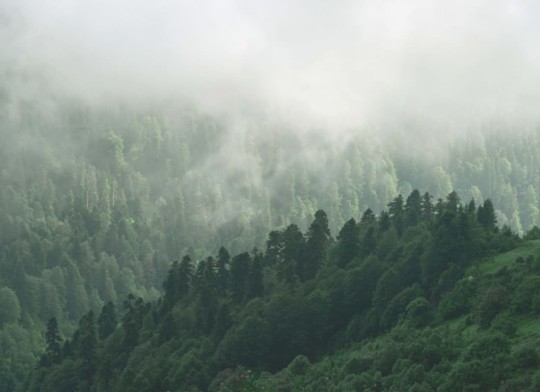 Hovia FO0022GR01W Misty Valley - mural w zamglony las