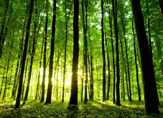 Hovia FO0059GR30W Sunburst - mural w leśny krajobraz