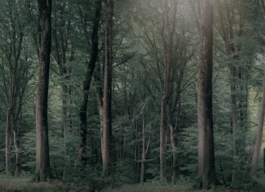 Rebel Walls R21374 Pops Whispering Woods Dark Green - mural w krajobraz lasu