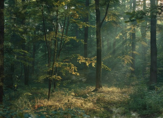 Rebel Walls R21362 Pops Sunrise Forest Dawn - mural w leśny krajobraz