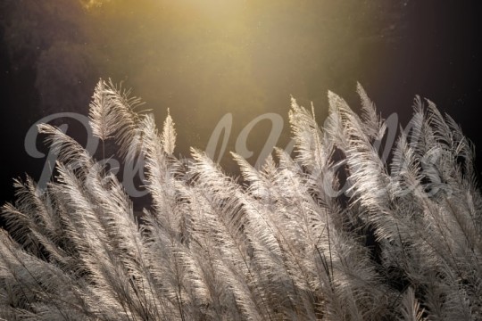 Rebel Walls R19532 Shutterstock Winter Straw - mural w oszronione trawy