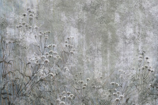 Lorenso TPA 0525 0159 00 Grivelle - mural w polne rośliny na surowym tle