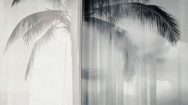 London Art 25002 3 Exclusive Wallpaper 25 Soft Meridian - mural w palmę