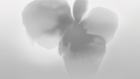 London Art 25007 2 Exclusive Wallpaper 25 Petal Glow - mural w duże kwiaty