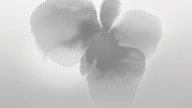 London Art 25007 2 Exclusive Wallpaper 25 Petal Glow - mural w duże kwiaty