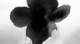 c38d8b580e13769175a10bc6b6e1709b