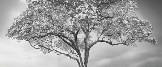 London Art 25014 1 Exclusive Wallpaper 25 The Silent Witness - mural w drzewo