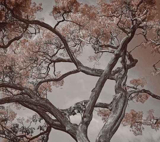 London Art 25015 1 Exclusive Wallpaper 25 Arborescent Labyrinth - mural w drzewa