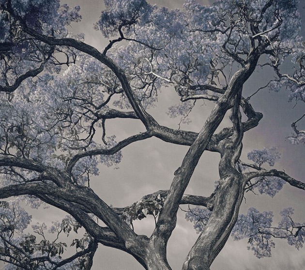 London Art 25015 2 Exclusive Wallpaper 25 Arborescent Labyrinth - mural w drzewa