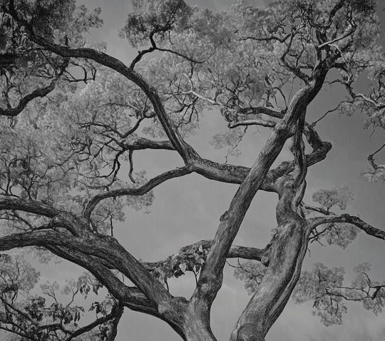 London Art 25015 3 Exclusive Wallpaper 25 Arborescent Labyrinth - mural w drzewa