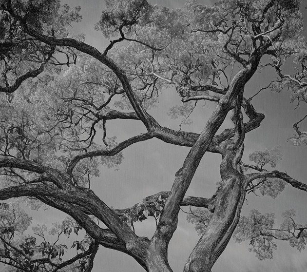 London Art 25015 3 Exclusive Wallpaper 25 Arborescent Labyrinth - mural w drzewa