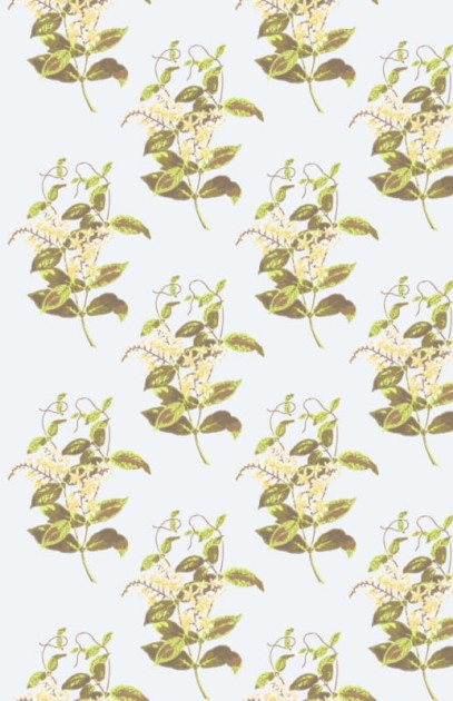 Tapeta Cole & Son - A Collection of Flowers - Madras Violet 81/6023