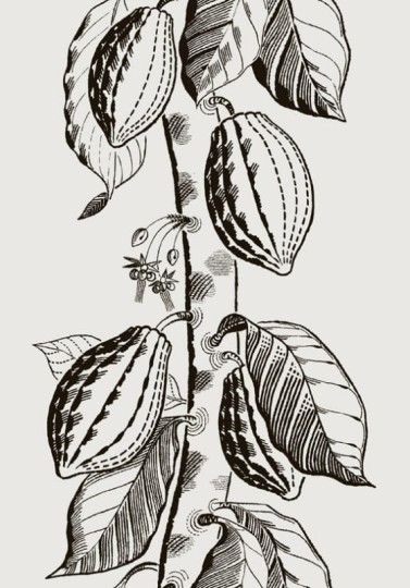 Tapeta Cole & Son - Frontier - Cocoa - 89/11043