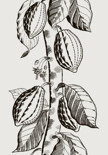 Tapeta Cole & Son - Frontier - Cocoa - 89/11043