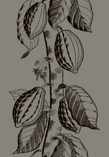 Tapeta Cole & Son - Frontier - Cocoa - 89/11046