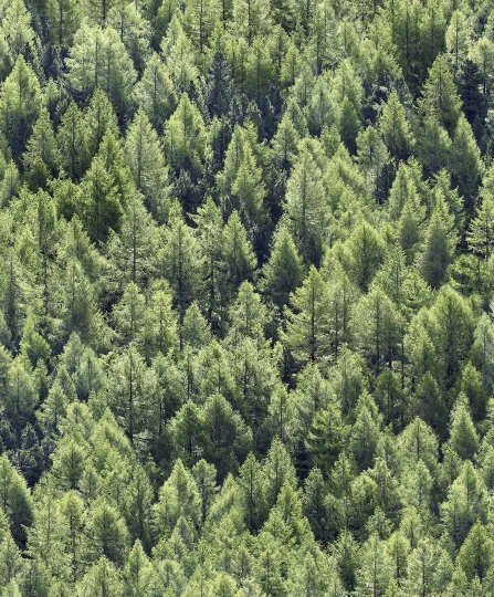 Marburg 45730 Struktura - tapeta z motywem lasu