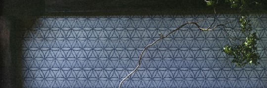 Texam E56 Element Seed of Life - tapeta w przenikające się okręgi