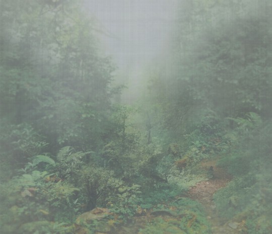 Armani Casa 9400 Precious Fibers 2 Iolanta - mural jedwabny w zamglony las