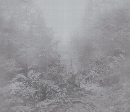 Armani Casa 9401 Precious Fibers 2 Iolanta - mural jedwabny w zamglony las