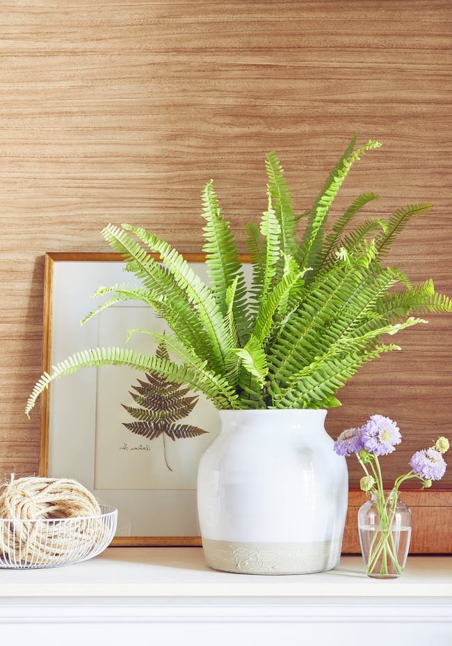 Thibaut T10984 Texture Resource 7 Woodrow Blonde - tapeta imitująca drewno