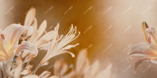 Inkiostro Bianco INKISSU2501 Flamenco Armonia - mural w lilie