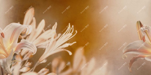 Inkiostro Bianco INKISSU2501 Flamenco Armonia - mural w lilie