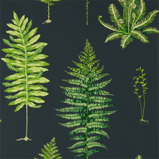 Sanderson DGLW216634 Glasshouse Fernery Botanical Green/Charcoal - tapeta w paprocie