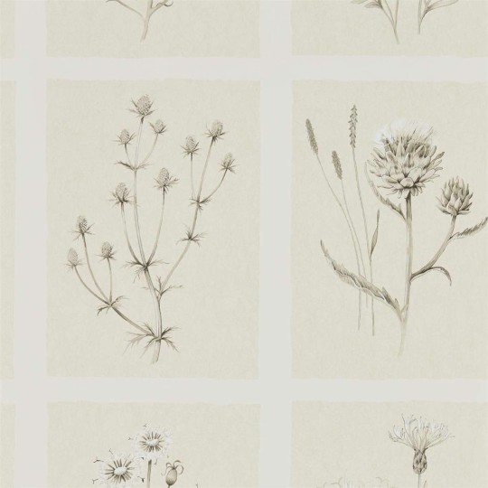 Sanderson DEBB216511 Embleton Bay Little Thistles Ecru - tapeta w dzikie kwiaty i kratę