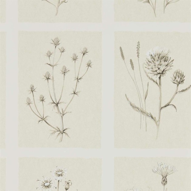 Sanderson DEBB216511 Embleton Bay Little Thistles Ecru - tapeta w dzikie kwiaty i kratę