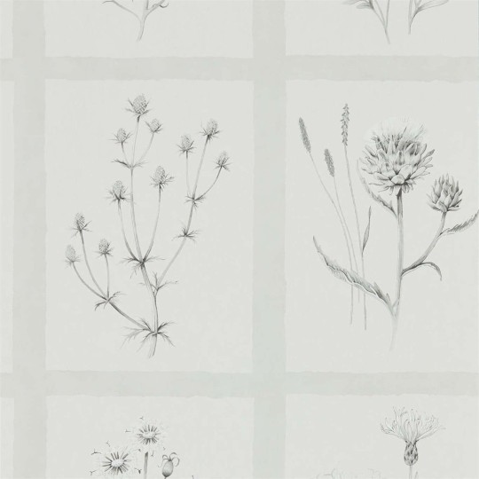 Sanderson DEBB216512 Embleton Bay Little Thistles Pewter - tapeta w dzikie kwiaty i kratę