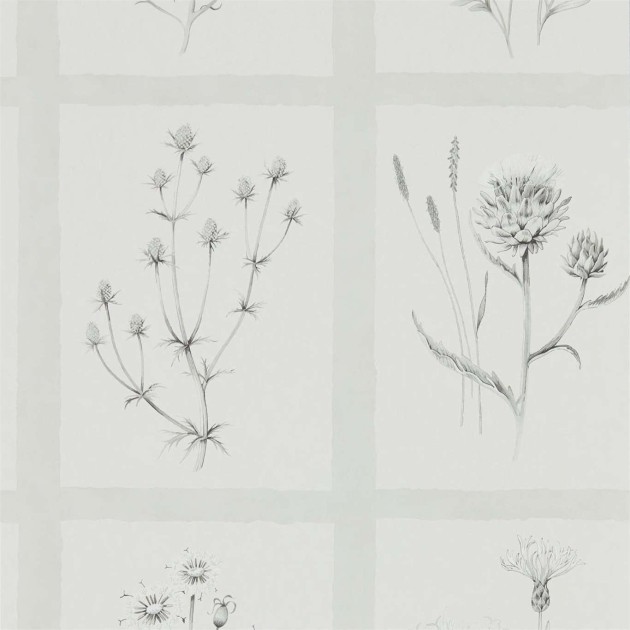 Sanderson DEBB216512 Embleton Bay Little Thistles Pewter - tapeta w dzikie kwiaty i kratę
