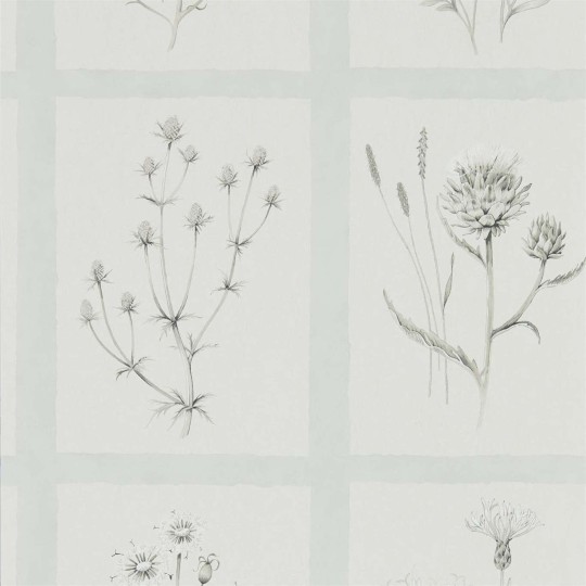 Sanderson DEBB216513 Embleton Bay Little Thistles Grey Blue - tapeta w dzikie kwiaty i kratę