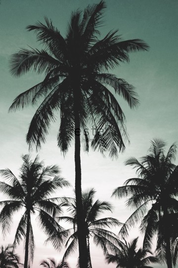 Esta 158899 XL² Photowalls palm trees petrol green - mural w palmy