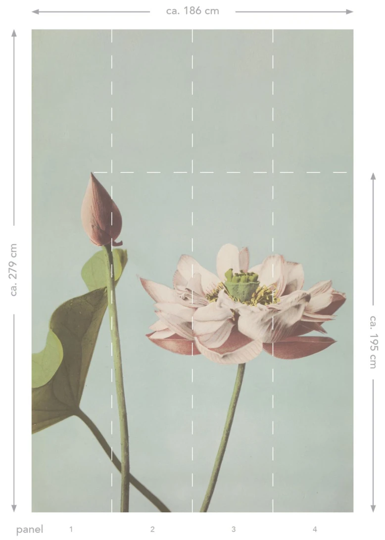 Esta 158890 XL² Photowalls lotus flower antique pink - mural w kwiat lotosu