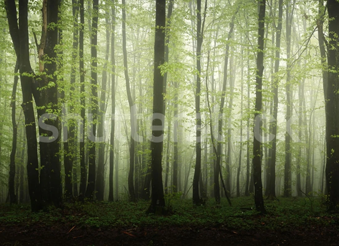 Rebel Walls R19541 Shutterstock Dawn in the Forest - mural w las