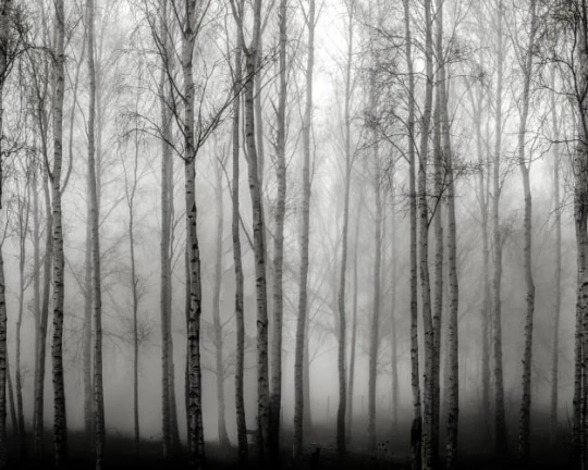 Rebel Walls R18847 Mystic Shades Birch Fog Black & White - mural w drzewa we mgle