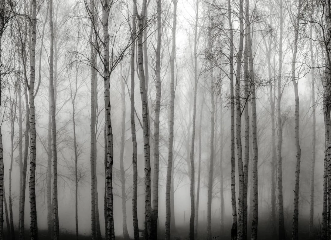 Rebel Walls R18847 Mystic Shades Birch Fog Black & White - mural w drzewa we mgle