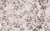 0ba53dbc1ba8a4ecd90ee0cda4568e52