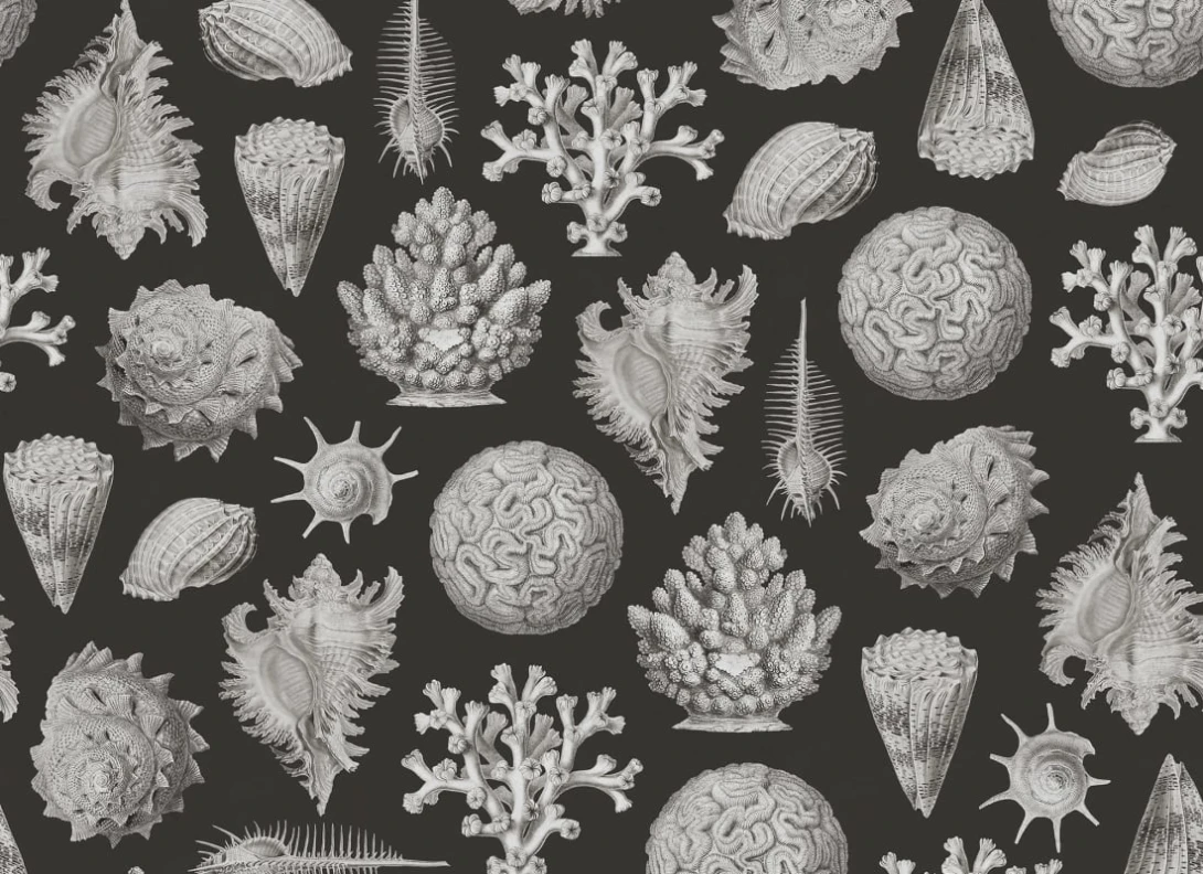 Rebel Walls R19662 Pops Seashells Graphite - mural w muszle