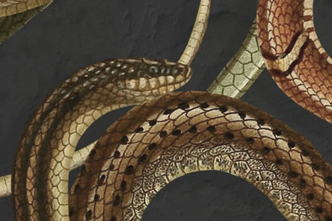 Rebel Walls R19685 Pops Snakey Black - mural w węże