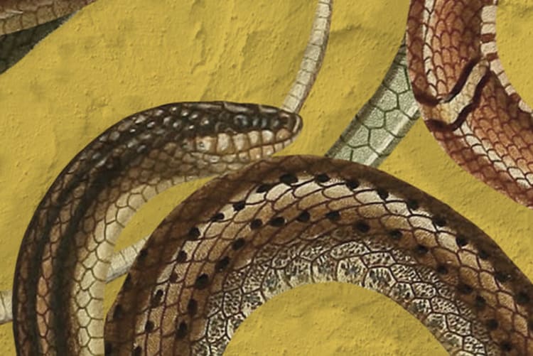 Rebel Walls R19686 Pops Snakey Yellow - mural w węże
