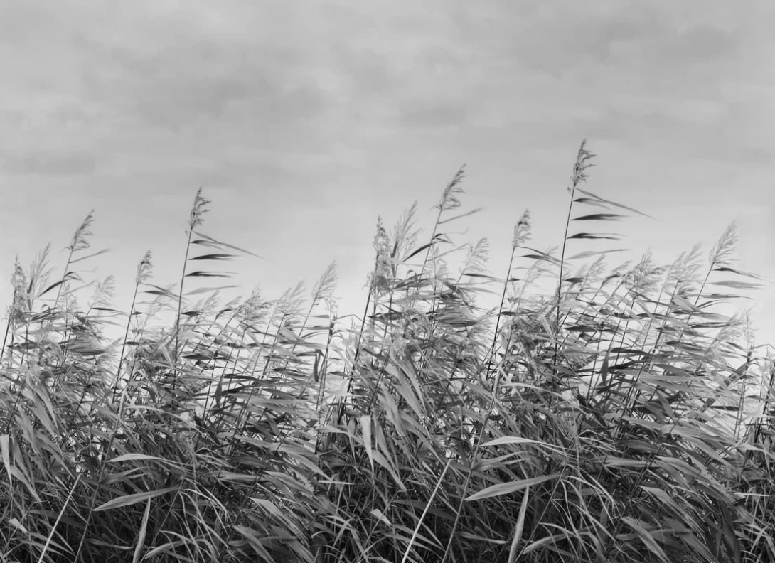 Rebel Walls R20255 Pops Dreamy Reed Black & White - mural w trzciny