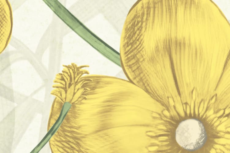 Rebel Walls R20352 Pops Vintage Buttercups Yellow - mural w polne kwiaty