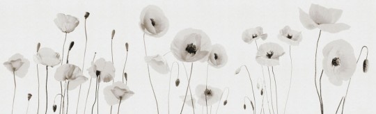 Fototapeta Inkiostro Bianco Poppies INKPP1302