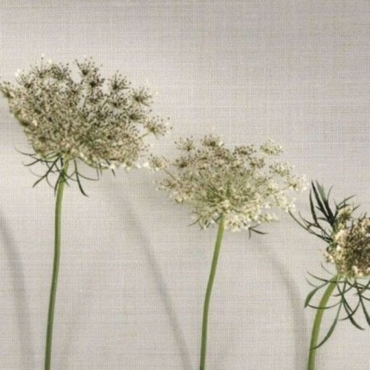 Tapeta Casadeco So White 3 SOWH 2841 11 14 Uni Williamsburg